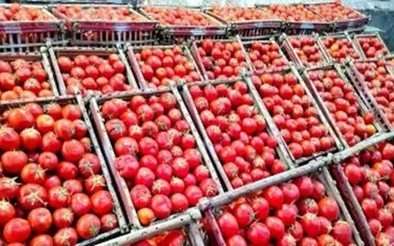 تغيّر أسعار الطماطم في كفر الشيخ الأربعاء 8 جنيهات